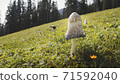 Close up in detail of a wild mushroom in a field at Muttereralm, one of the mountains of the Austrian alps. 71592040