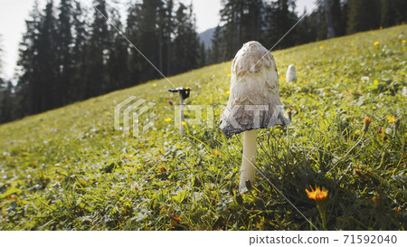 Close up in detail of a wild mushroom in a field at Muttereralm, one of the mountains of the Austrian alps. Close up in detail of a wild mushroom in a field at Muttereralm, one of the mountains of the Austrian alps. 71592040