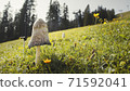 Close up in detail of a wild mushroom in a field at Muttereralm, one of the mountains of the Austrian alps. 71592041