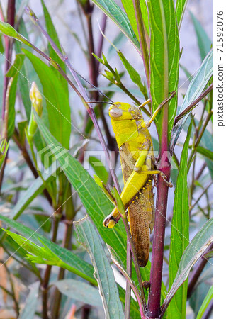 蝗蟲 蝗蟲 71592076