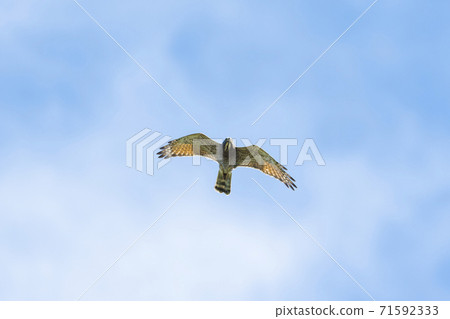 刺身雄成年鳥飛行 刺身雄成年鳥飛行 71592333