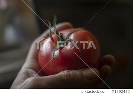 Tomato in hand. Red vegetable. Tomato in hand. Red vegetable. 71592423