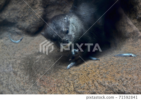 Tobe Zoo otter 獺 Tobe Zoo otter 獺 71592841