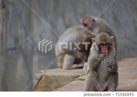 Tobe Zoo Monkey Monkey Tobe Zoo Monkey Monkey 71592845