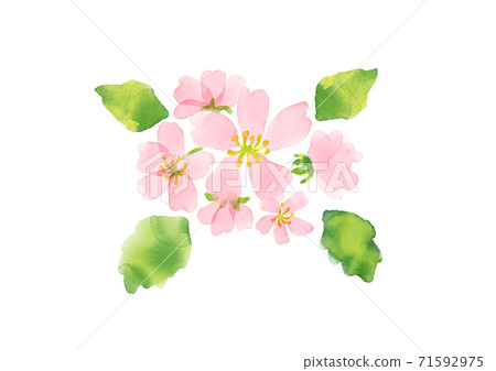 Illustration of watercolor cherry 71592975