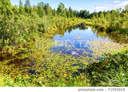 Forest landscape with small water reflecting clouds Forest landscape with small water reflecting clouds 71593029