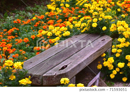 萬壽菊備北丘陵公園 廣島 萬壽菊備北丘陵公園 廣島 71593051