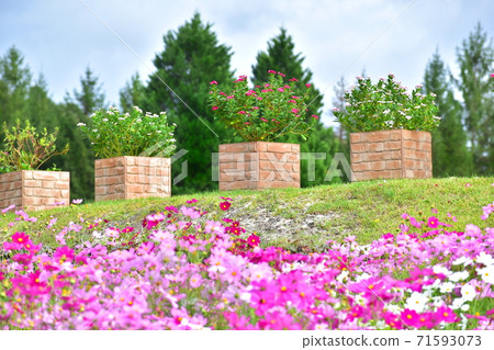 Cosmos Baikhu Hill Park Cosmos Baikhu Hill Park 71593073