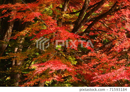 Autumn leaves at Buttsuji Temple, Mihara City, Hiroshima Prefecture 71593184