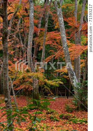 Gioji秋葉 Gioji秋葉 71593217