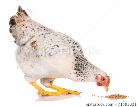 one white chicken pecking grains, isolated on white background, studio shoot 71593321