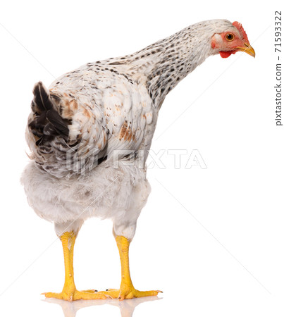 back side of one white chicken isolated on white background, studio shoot 71593322