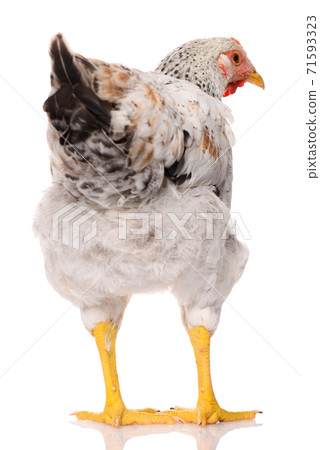back side of one white chicken isolated on white background, studio shoot 71593323