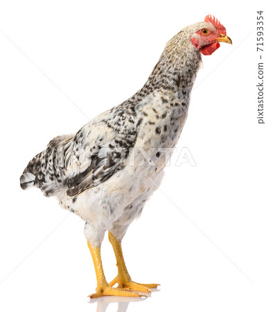 one gray rooster isolated on white background, studio shoot one gray rooster isolated on white background, studio shoot 71593354