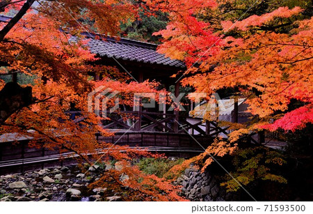 廣島縣三原市Fotsuji Temple的秋葉 廣島縣三原市Fotsuji Temple的秋葉 71593500