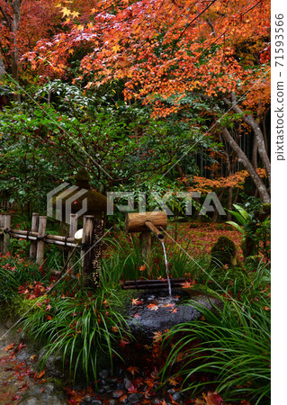 Gioji秋葉 71593566