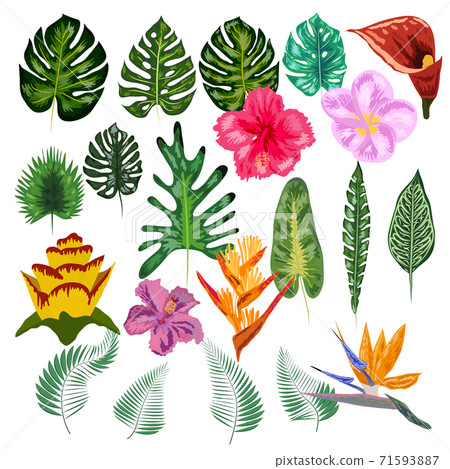 Tropical collection with exotic flowers and leaves. design isolated elements on the white background. 71593887