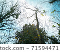 Looking up through the trees to a winter sky as the leaves fall from the surrounding woodland along a stretch of the Gower Coastal Path in Wales, UK. 71594471