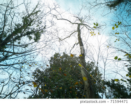 Looking up through the trees to a winter sky as the leaves fall from the surrounding woodland along a stretch of the Gower Coastal Path in Wales, UK. Looking up through the trees to a winter sky as the leaves fall from the surrounding woodland along a stretch of the Gower Coastal Path in Wales, UK. 71594471