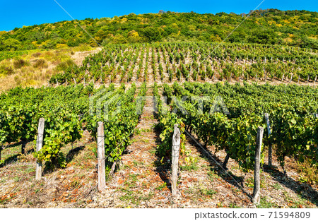 Vineyards near Chateau Chalon in France Vineyards near Chateau Chalon in France 71594809