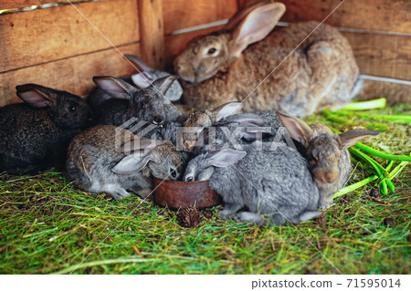 Little rabbits eat from the same feeder. Friendly family Little rabbits eat from the same feeder. Friendly family 71595014