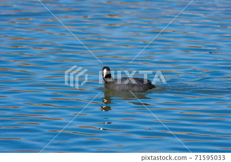 Turned around coot Turned around coot 71595033
