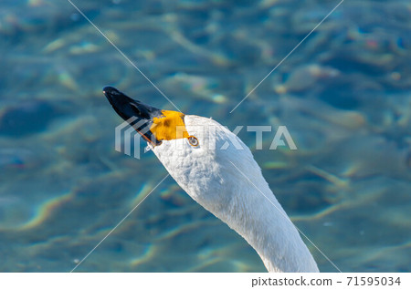 Swan's face Swan's face 71595034