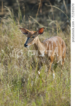 Nyala South Africa 71595070