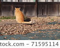 Fallen leaves and cats 71595114