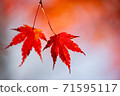 Couple autumn leaves 71595117