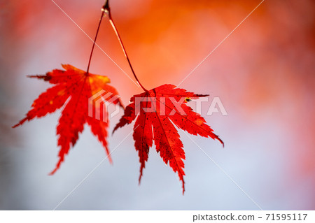 Couple autumn leaves 71595117