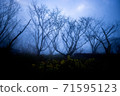 Fantastic fog 71595123
