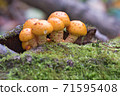 Mushrooms in moss on an old tree stump 71595408