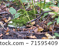 Old sports shoes swallowed by the forest 71595409
