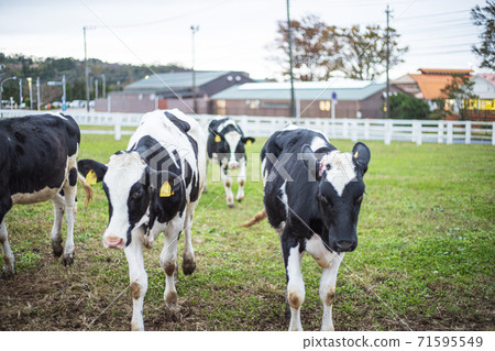 Cow · Holstein Cow · Holstein 71595549