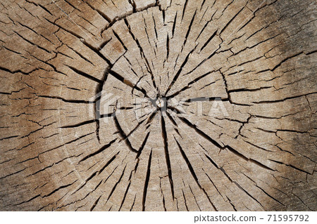 Tree old sawcut with rings and cracks. Wooden texture background Tree old sawcut with rings and cracks. Wooden texture background 71595792