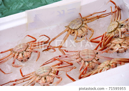 Snow crab Snow crab 71595955