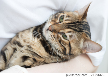 The cat glares at the veterinarian during the procedure. The animal does not like the visit to the clinic. Emotions, facial expressions. 71596630