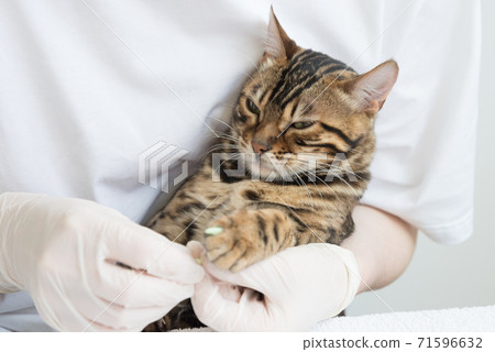 The veterinarian puts special silicone caps on the cat's claws. Doctor's hands in gloves close-up. Protection from scratches and damage to furniture. 71596632