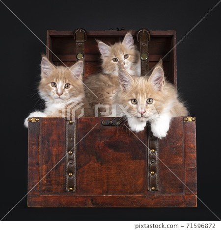 Maine Coon cat kittens on black 71596872