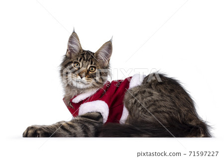 Black tabby Maine Coon cat kitten on white in christmas setting Black tabby Maine Coon cat kitten on white in christmas setting 71597227