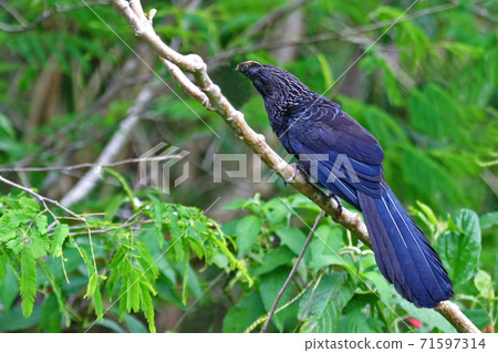 Smooth-billed Ani, Crotophaga ani, perched on a small branch 71597314
