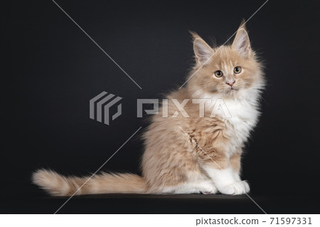 Fluffy Maine Coon cat kitten on black Fluffy Maine Coon cat kitten on black 71597331