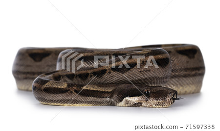 Brown Boa constrictor snake on white Brown Boa constrictor snake on white 71597338