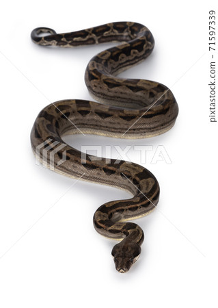Brown Boa constrictor snake on white 71597339