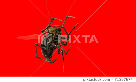 the evil bug 3d render 71597674