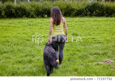 Back view of girl and black briard while walking in public park. Back view of girl and black briard while walking in public park. 71597792
