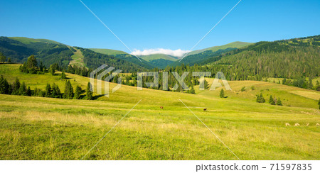 mountainous countryside in summertime. grassy field in front on the forest on rolling hills at the foot on the mountain range with alpine meadow beneath a blue sky with clouds 71597835