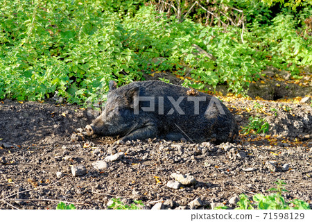Wild hogs in the forest Wild hogs in the forest 71598129