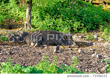 Wild hogs in the forest Wild hogs in the forest 71598131